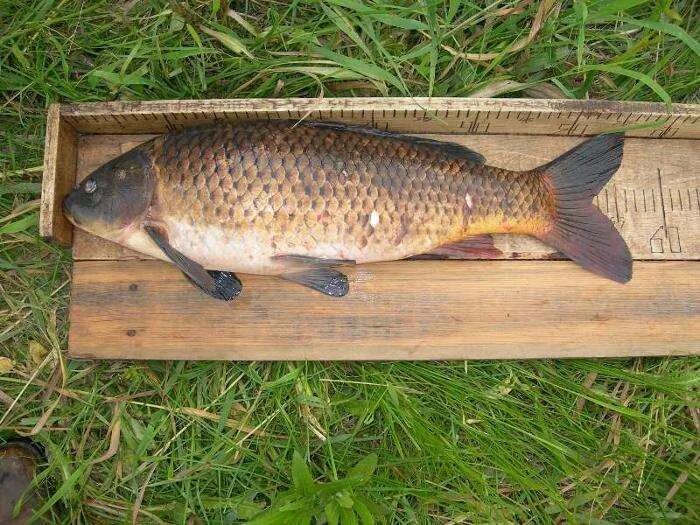 Сон сазан. Сазан (cyprinus carpio). амурский сазан. рыбалка на сазана. белый амур и сазан.
