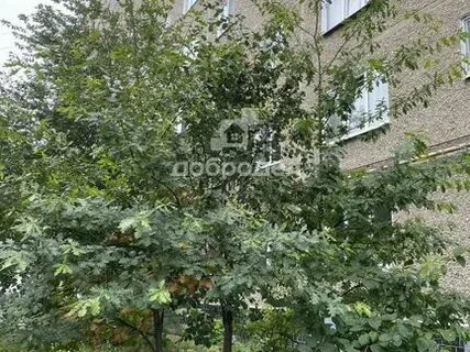 Парковый 41 г