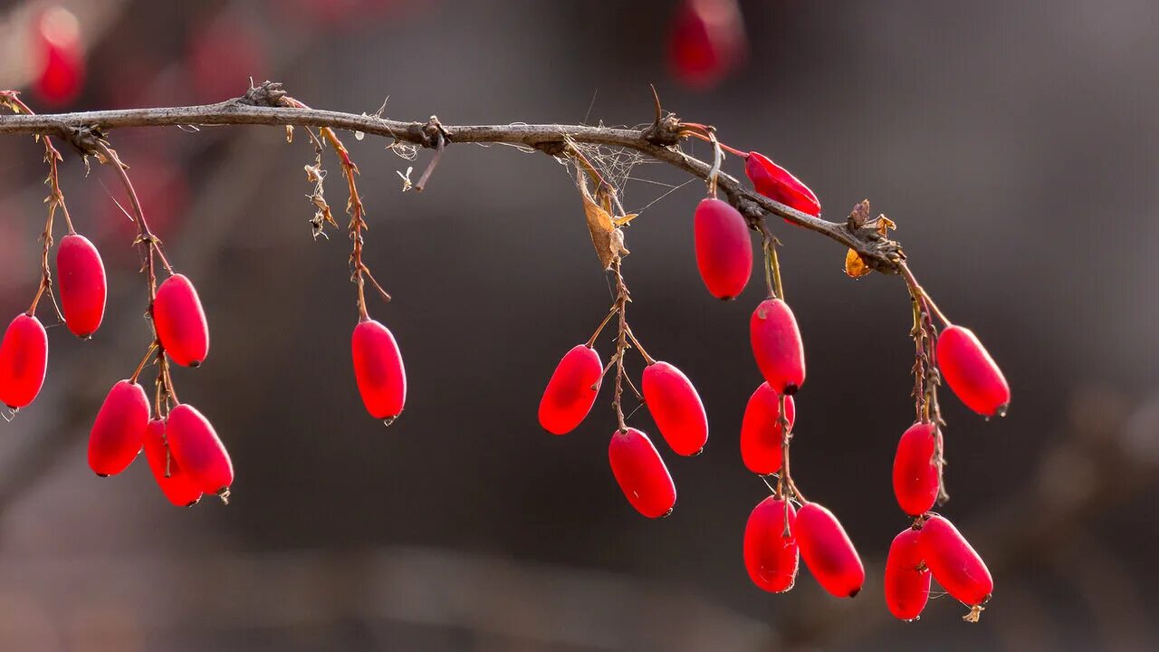 Барбарис тунберга ветка. Барбарис обыкновенный пурпурный. Веточку барбариса. Чернь листьев барбариса. Барбарис обыкновенный колючки.