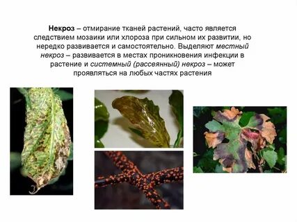Некрозы окружающих тканей
