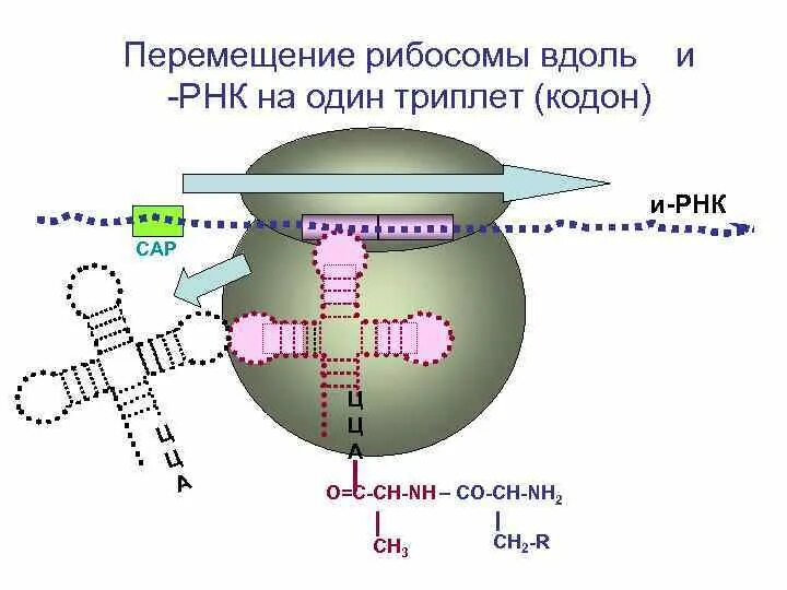 Триплеты РНК. Триплеты ИРНК. Перемещение рибосомы на один триплет. Триплет кодон.