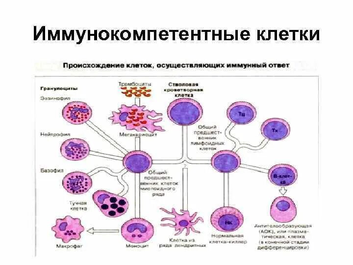 Основные клетки иммунной системы. Иммунокомпетентные клетки схема микробиология. Клетки иммунной системы схема. Иммунокомпетентные клетки иммунной системы. Функции иммунокомпетентных клеток таблица.