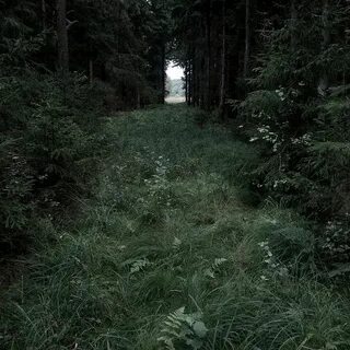 Зеленый лес эстетика