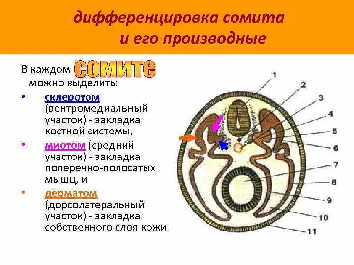 Склеротом сомитов. Сомиты и спланхнотом. Мезодерма Сомит склеротом. Поперечный срез эмбриона сомиты.