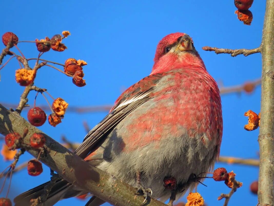 птица щур пение. зимующие птицы щур. щур птица белгородской области. птицы щуры на маныче. как поет щур.