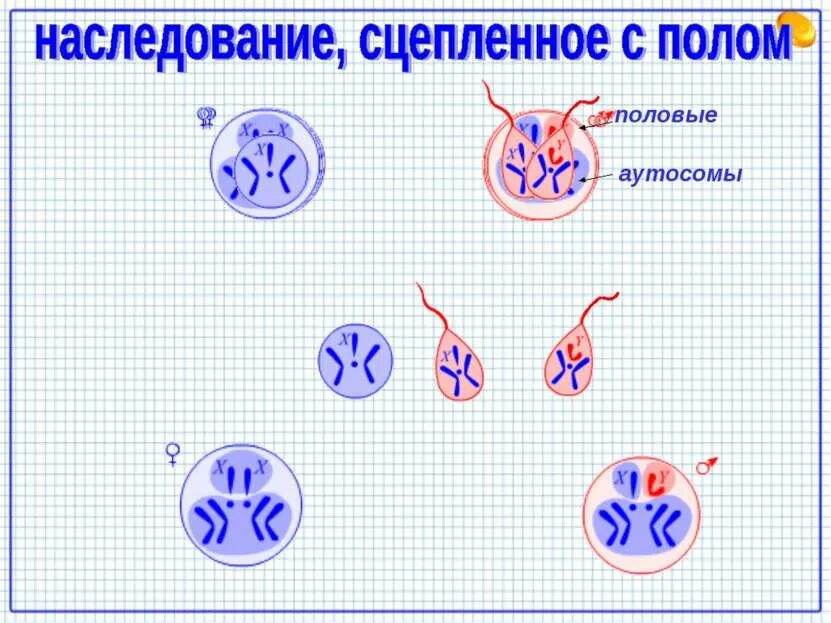 Генетика пола и наследование. Генетика пола и наследование сцепленное с полом. Как наследуется пол организма. Биология генетика пола. Наследование признаков, специальных с полом. Тест 18 по биологии генетика пола Моргана.