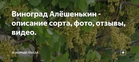 Виноград алешенькин описание фото отзывы