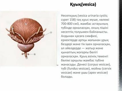 Ылғалды анал порно
