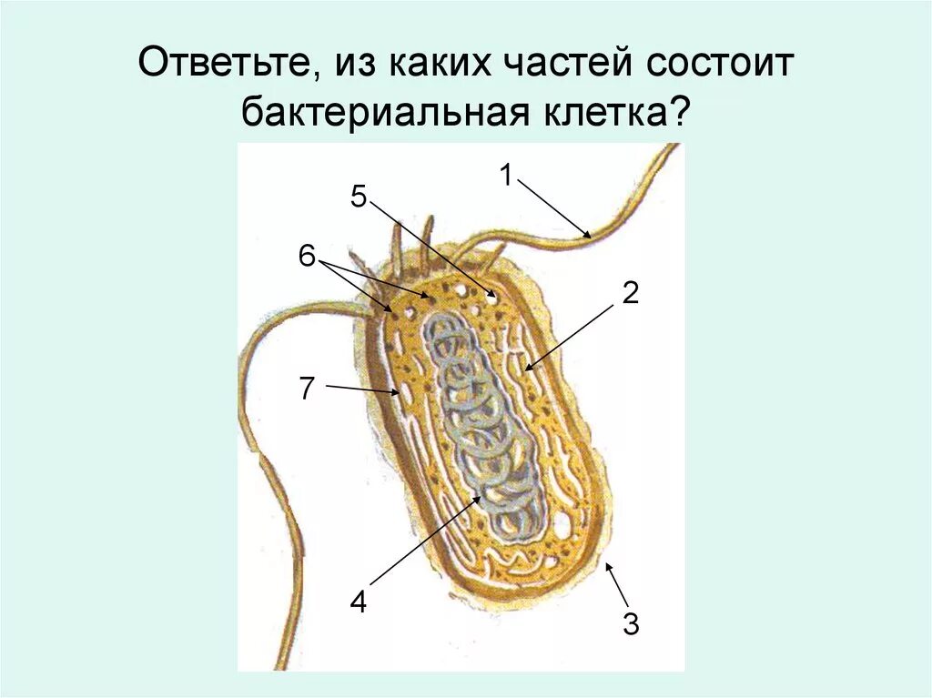 Строение бактериальной клетки 6 класс биология. Строение бактериальной клетки 5 класс биология. Модель бактериальной клетки 6 класс биология. Строение бактериальной клетки 7 класс биология. Строение клетки бактерии 7 класс