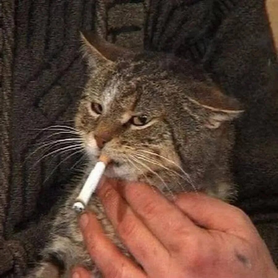 Кот который курит - Кот который курит" - создано в Шедевруме modawomen.ru