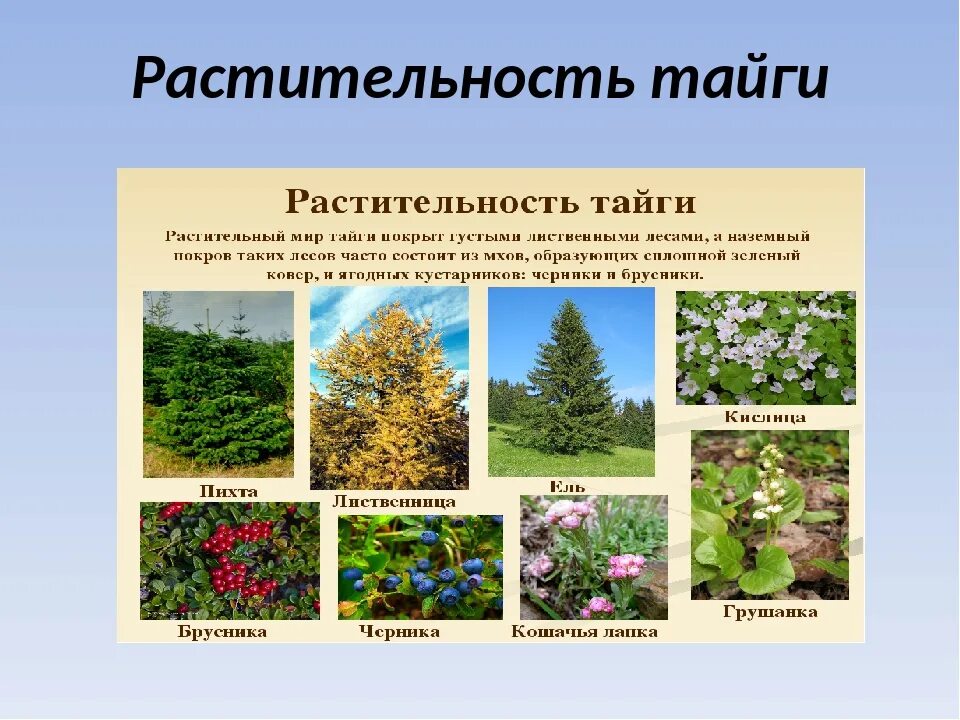 Бук какая природная зона. Растительныймирт тпйги. Растительность тайги. Тайга растительность мир. Растительность тайги в России.