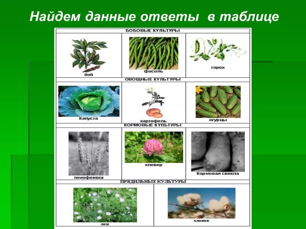 Окружающий мир 3 класс животные и растения. Сообщество поле 3 класс. презентация о сообществе поле. природное сообщество поле. сообщество поле 3 класс окружающий мир.