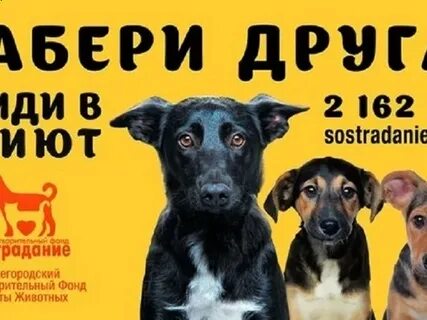 Собака слоган