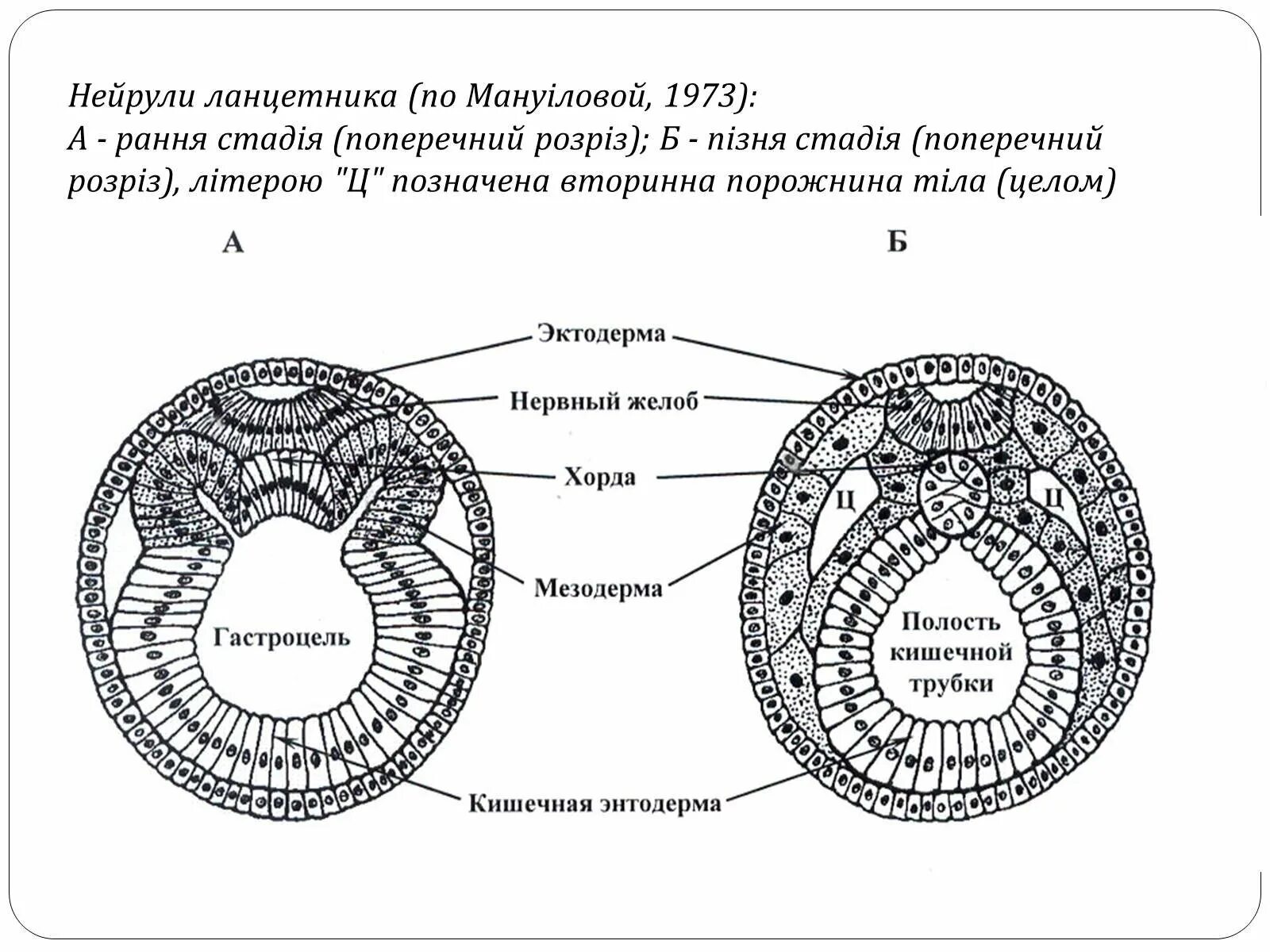 Образуется гастральная полость. Строение ранней нейрулы. Нейрула зародышевые листки. Схема развития ланцетника. Строение нейрулы ланцетника.