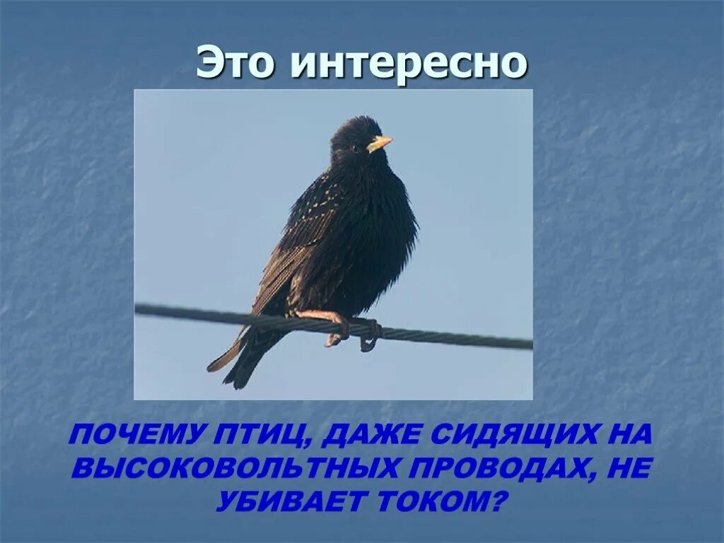 Птицы на проводах. Почему птицы сидят на проводах. Птицы на высоковольтных проводах.