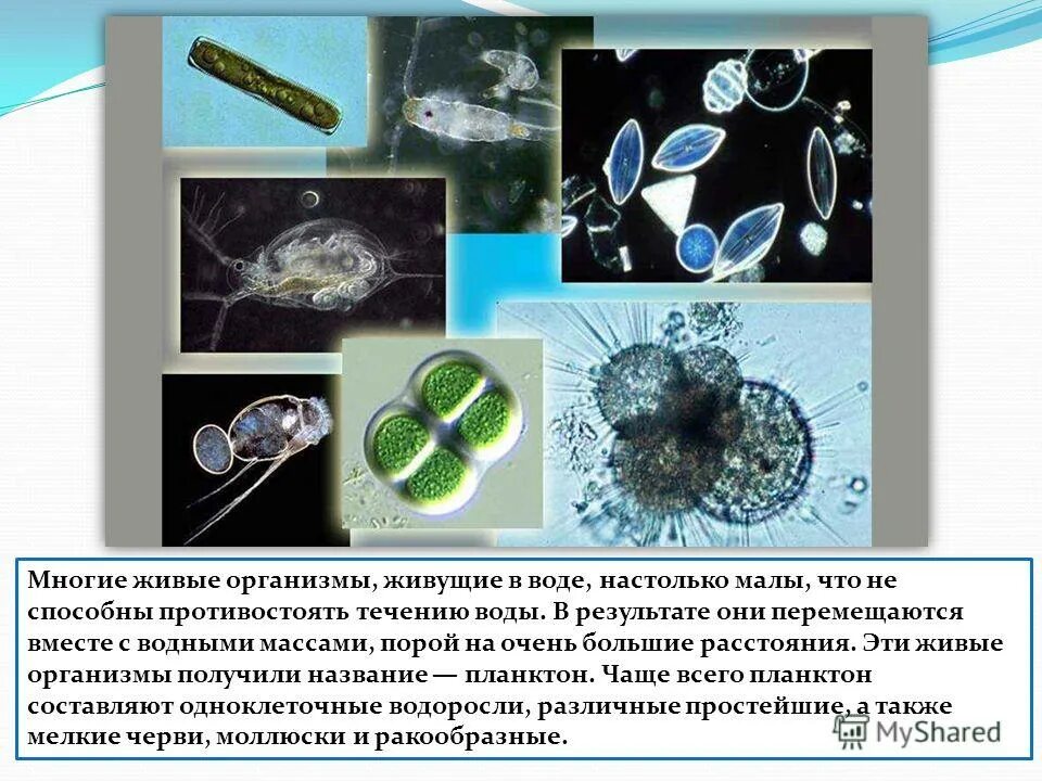 Простейшие обитающие в воде. Одноклеточные организмы в воде. Живые организмы живущие в воде. Одноклеточные организмы которые обитают в воде.