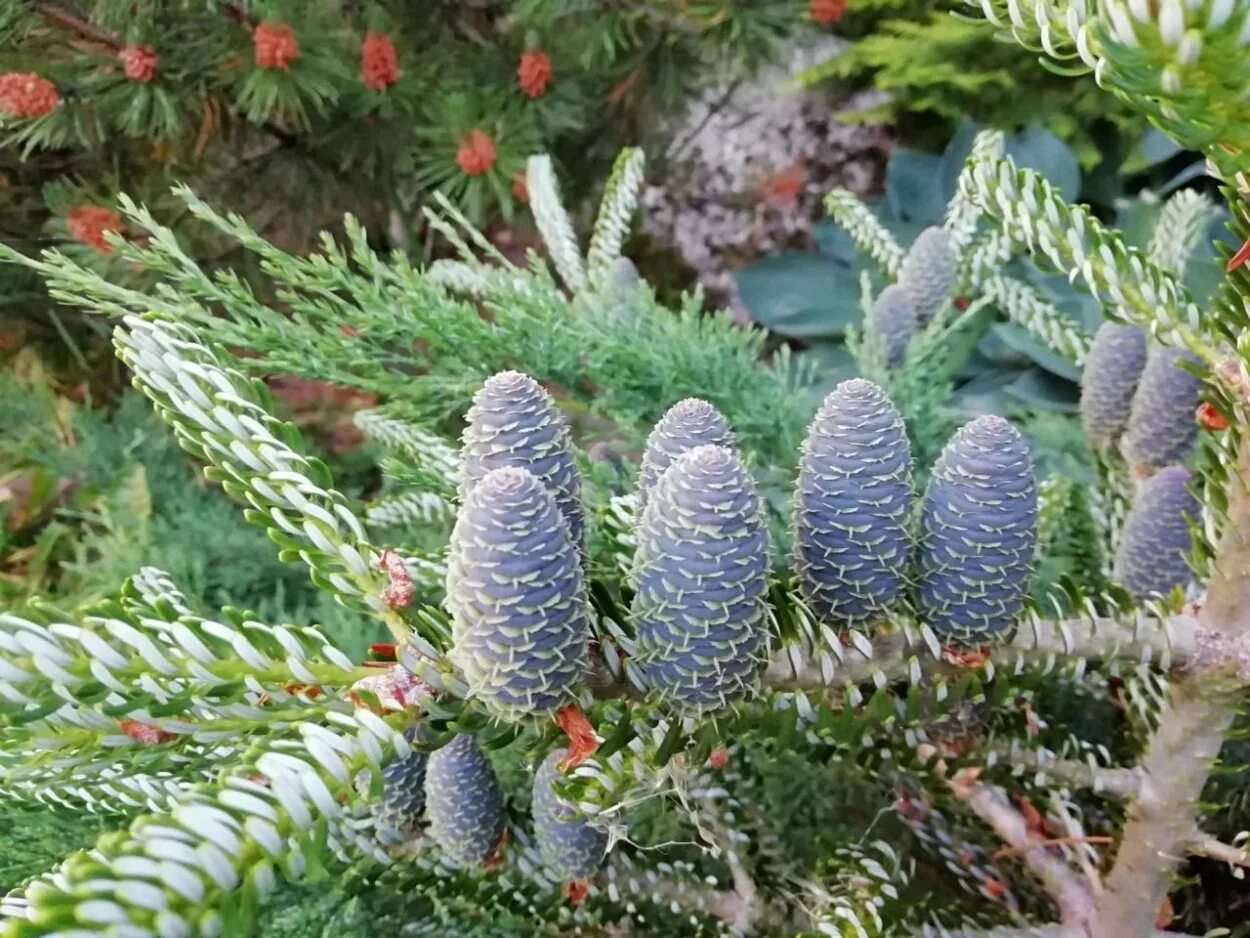 Юша пихта. Пихта абиес кореана. пихта сахалинская abies sachalinensis. пихта корейская сильвер.