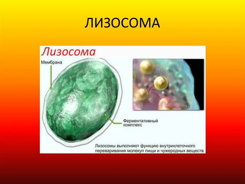 Лизосомы строение гистология. Строение растительной клетки лизосомы. Лизосома электронная микрофотография. Лизосомы рисунок. Лизосомы человека