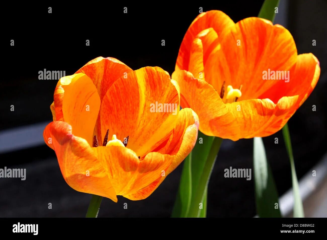 Tulip 2