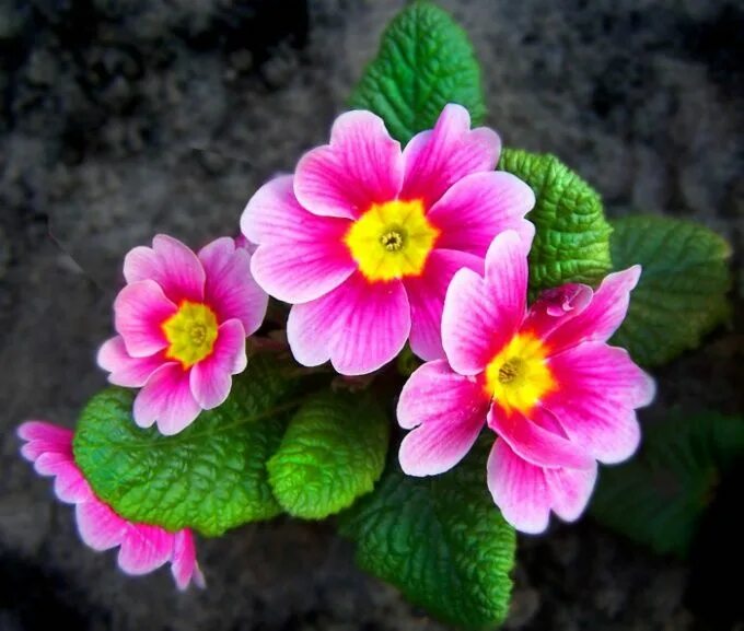 Primrose (Primula vulgaris), Box Wood, Walkern Primrose (P. Flickr