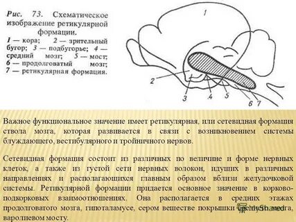 Роль заднего мозга в обеспечении антигравитационной позы