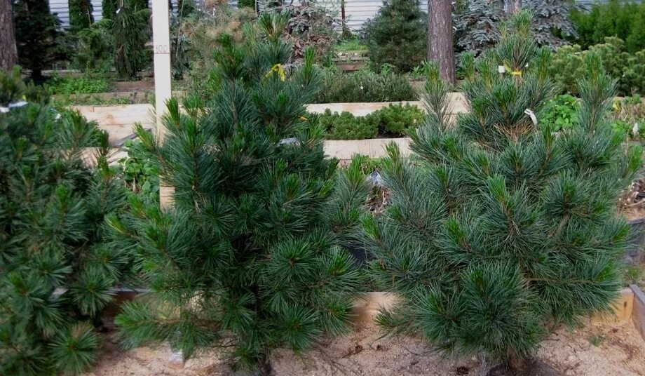 Кедр хвойная порода. Сосна Сибирская Кедровая Pinus Cembra. Сосна Кедровая европейская. Сосна Кедровая Сибирская Сибирский кедр. Сосна Кедровая европейская (кедр Европейский).