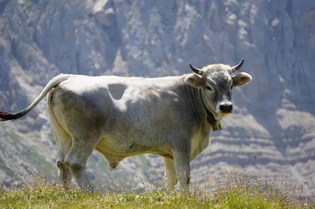 Иберийская порода Быков. Бык Таурас. Белый бык. Красивый бык.