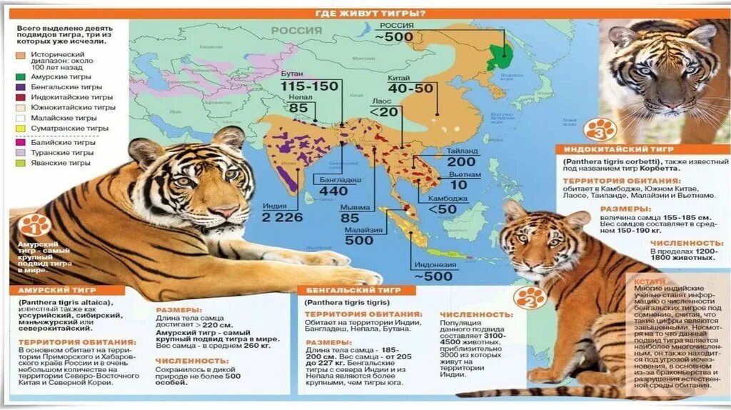 Амурский тигр численность 2022 в мире. Численность амурских тигров. Меры охраны Амурского тигра. Численность уссурийских тигров.