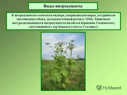 Да это растение