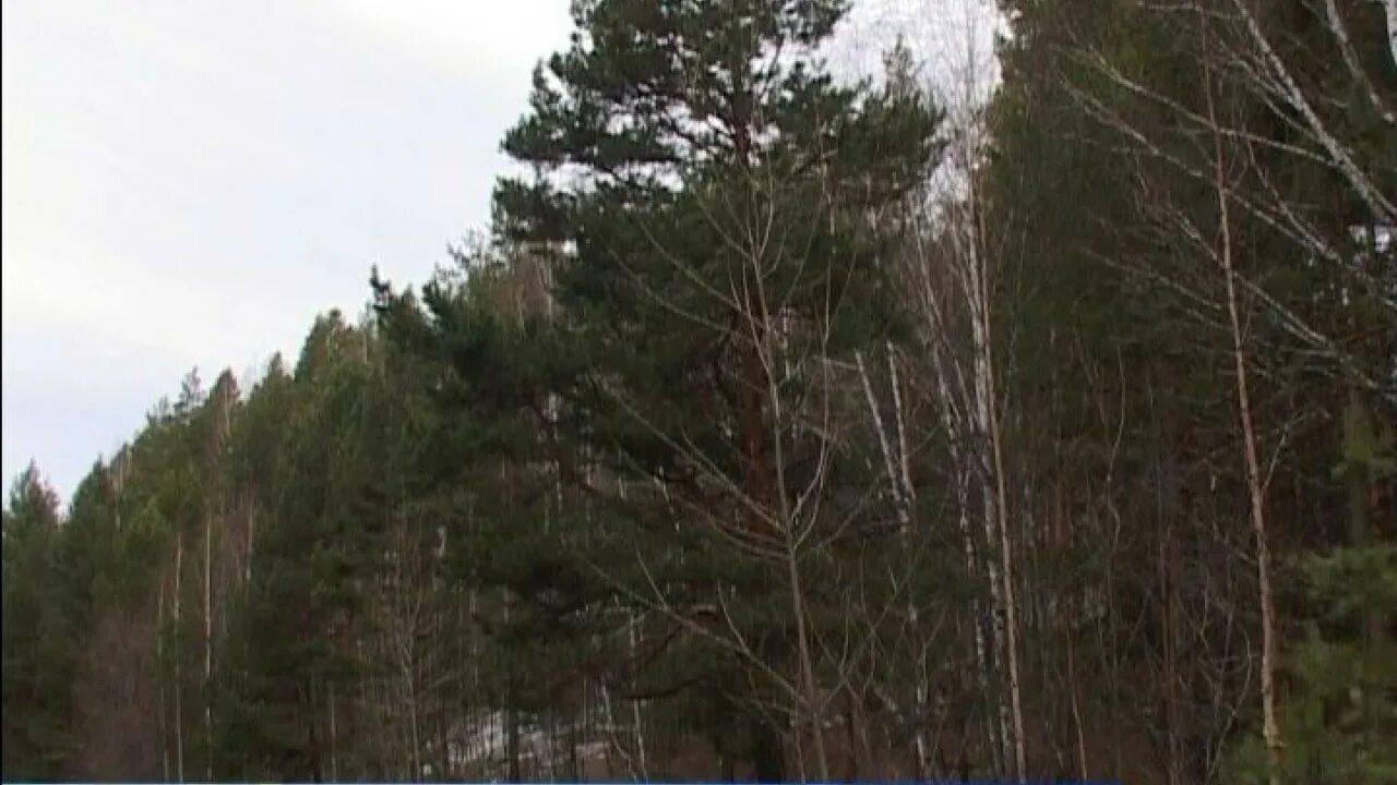 Ирбита». Парк сосновая роща ирбит. Ирбит лесной. Ирбит (река). Ирбит лесной.