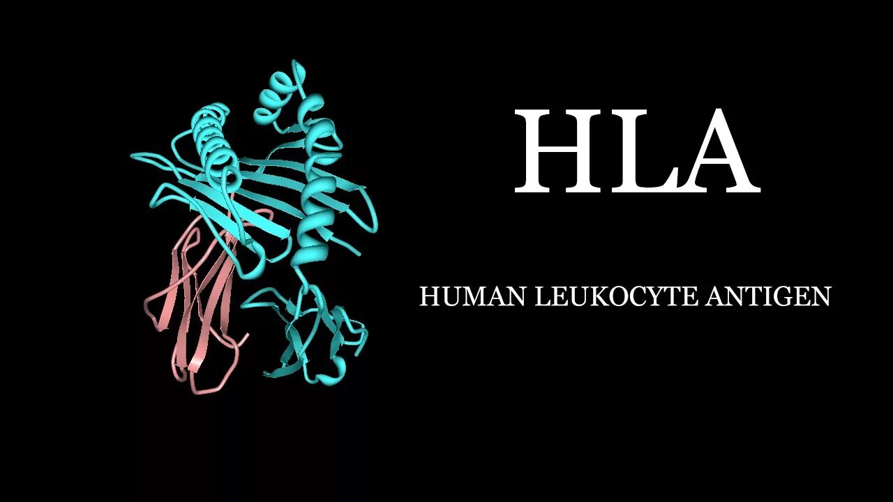 Hla b27 не обнаружено. Hla антигены. hla система. hla фенотип. hla система картинки.