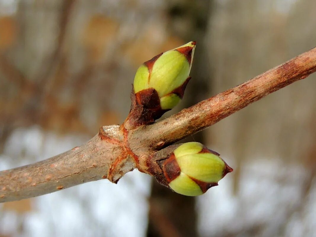 Плодовый прутик на яблоне. Плодовые почки на груше. Почки груши. Груша почки. Груша почки.