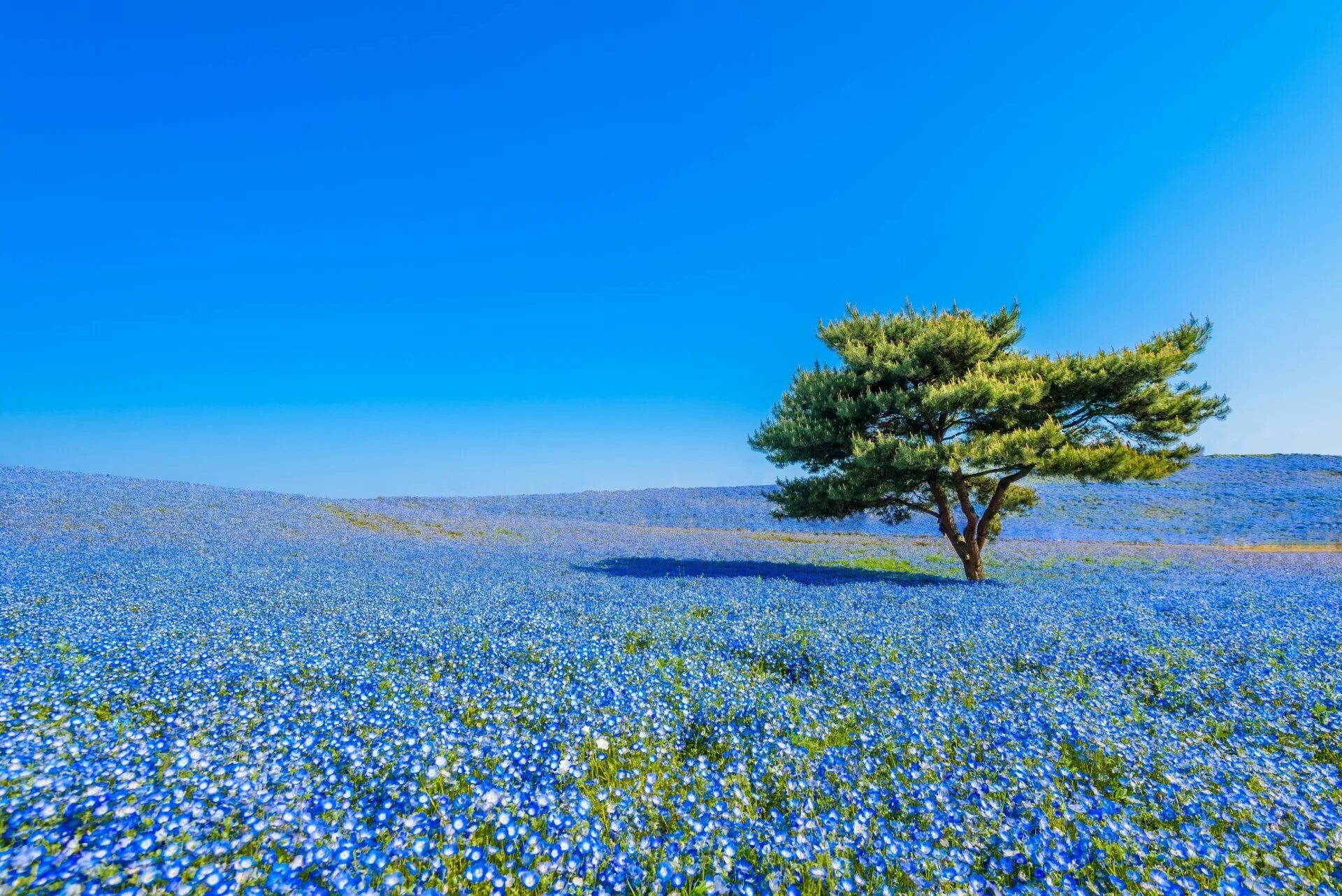 Лазоревая синь