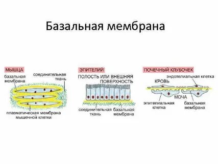 Какие клетки на базальной мембране