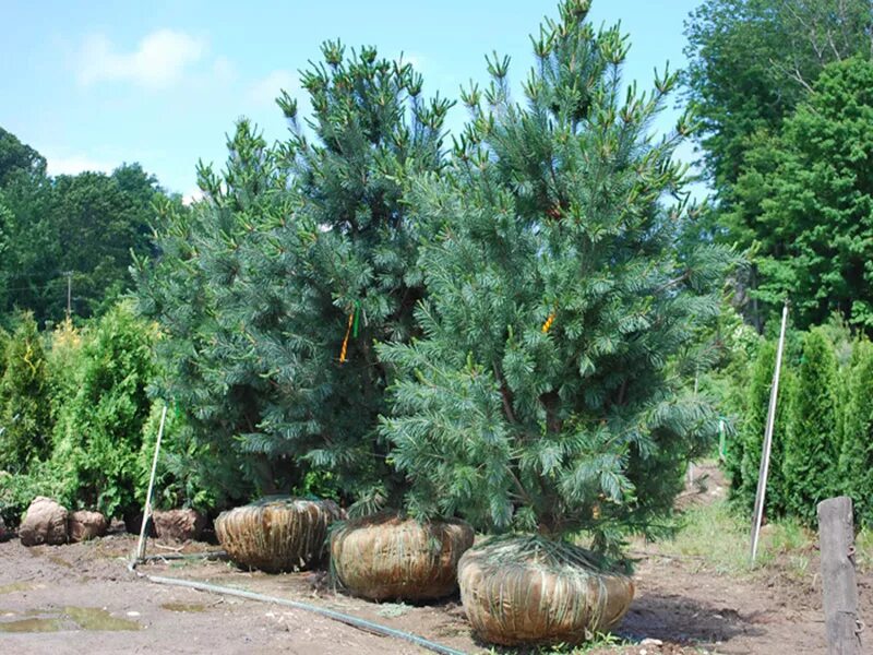 Хвойные отзывы. Сосна горная мумпиц pinus mugo mumpitz. Сосна горная carsten. Сосна обыкновенная (pinus sylvestris "chantry blue")*. Сосна кедровая румелийская.