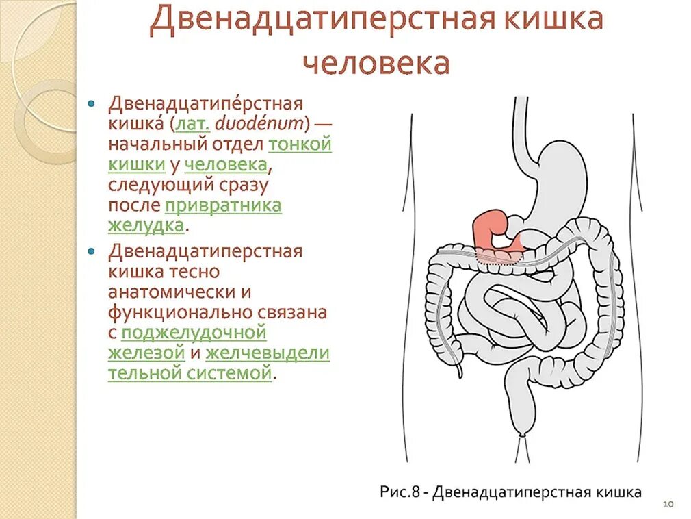Отделы 12 перстной кишки анатомия. Тонкая кишка 12 перстная анатомия. Язвенная болезнь 12 перстной кишки кишки. 12 перстная кишка анатомия строение и функции. 12 перстная кишка анатомия человека.
