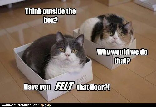 Why would you be loved. Why would you have. no why would you do that. silly cat memes.