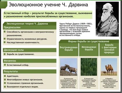 Искусственный отбор тест 9 класс