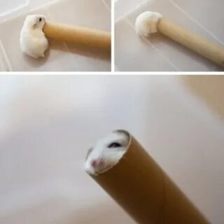 Зачем тальк хомякам