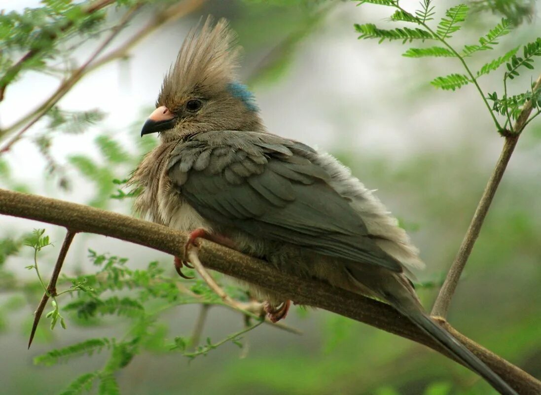 Московка хохлатая синица. Серая птичка с хохолком. Хохлатый жаворонок анапа. Сойка хохлатая. Воробей с чубом.