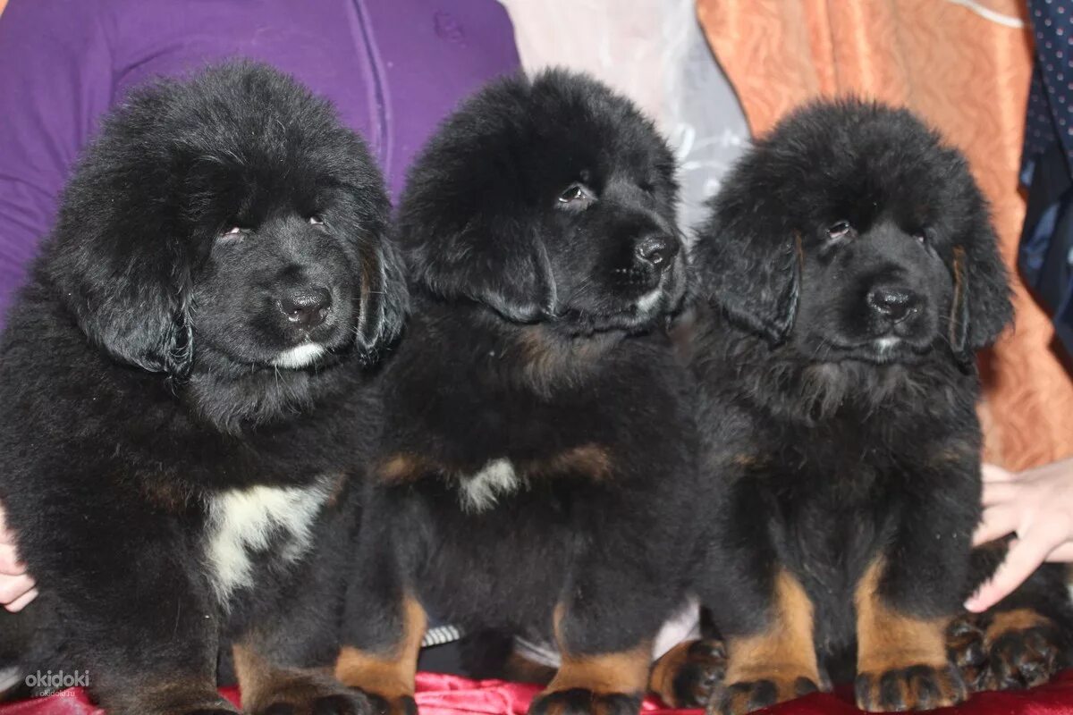 Тибетский мастиф кутенок. Тибетский мастиф с московской сторожевой. Тибетский мастиф кутенок. Мастиф тибетский мастиф. Мастиф тибетский мастиф.