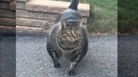 Накаченная кошка
