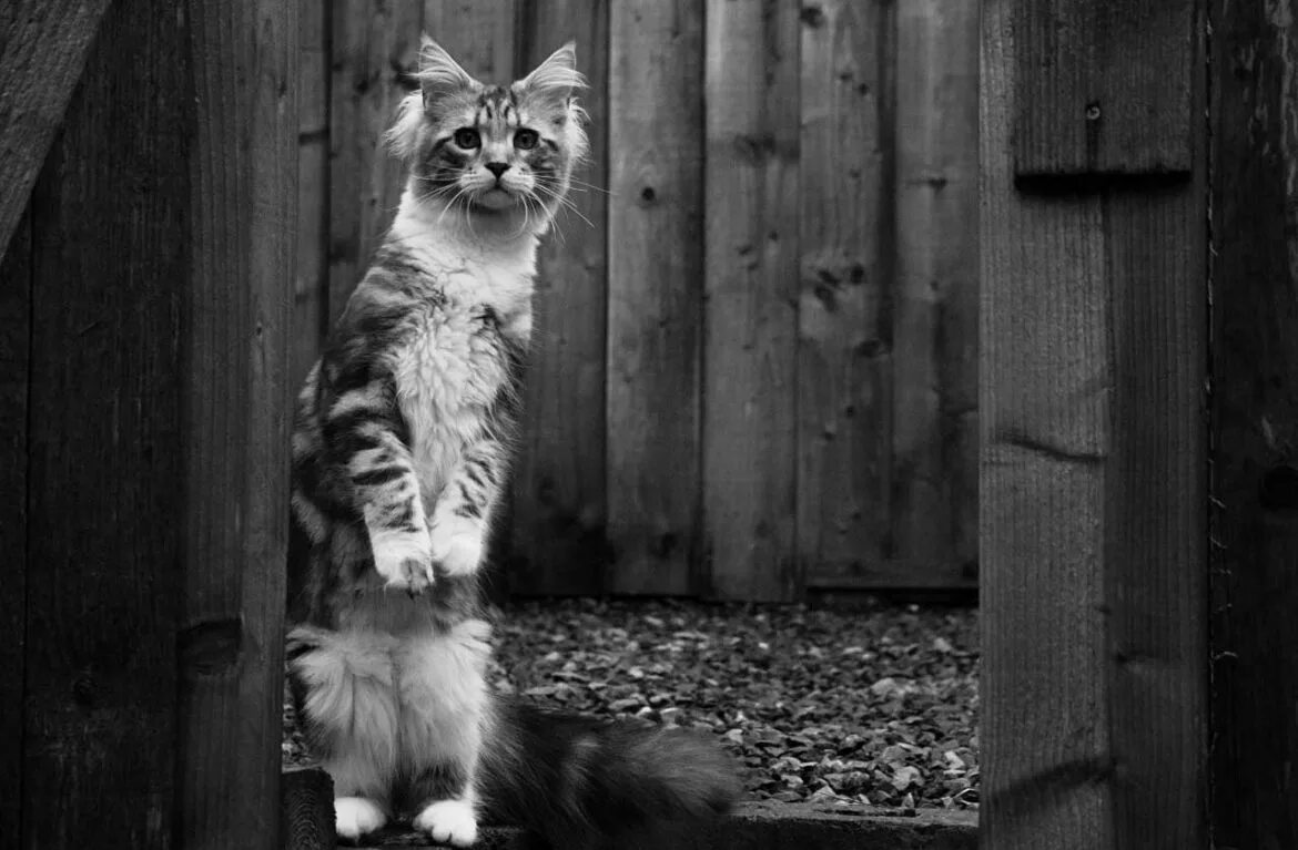 Вася скучает на даче. Котенок ждет. Котики смешные. Кот ждет хозяина. Коты брошенные на дачах.