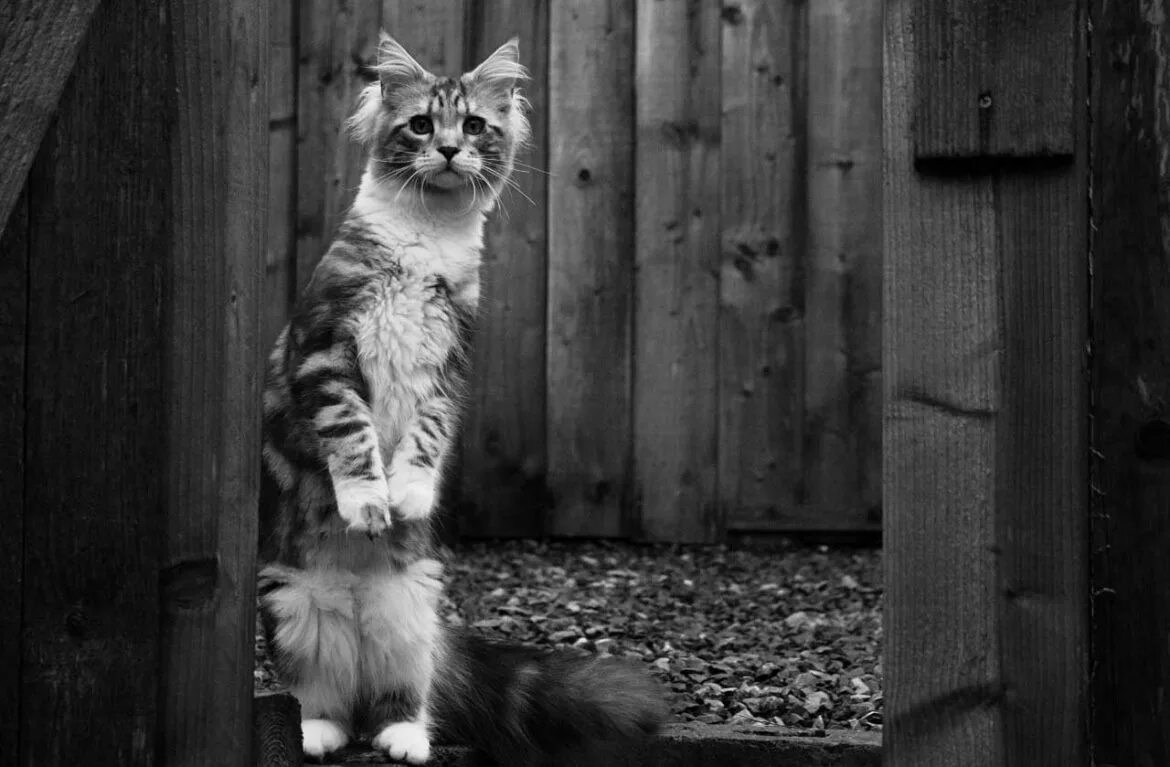 Переживающий кот. Котенок ждет. котики приколы. кот ждет хозяина. брошенные коты на даче.