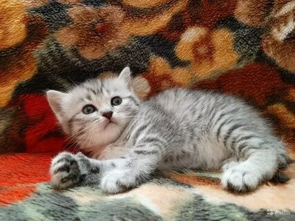 Шотландская кошка вискас