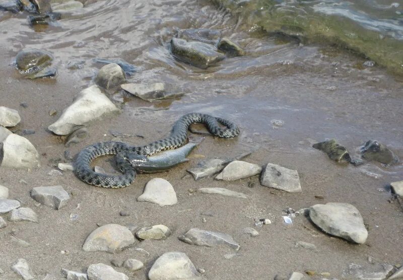 Змеи в анапе в море. Морские гадюки Азовское море. Городацкий змей черное море. Змеи Черноморского побережья. Морские змеи в черном мореабхазич.