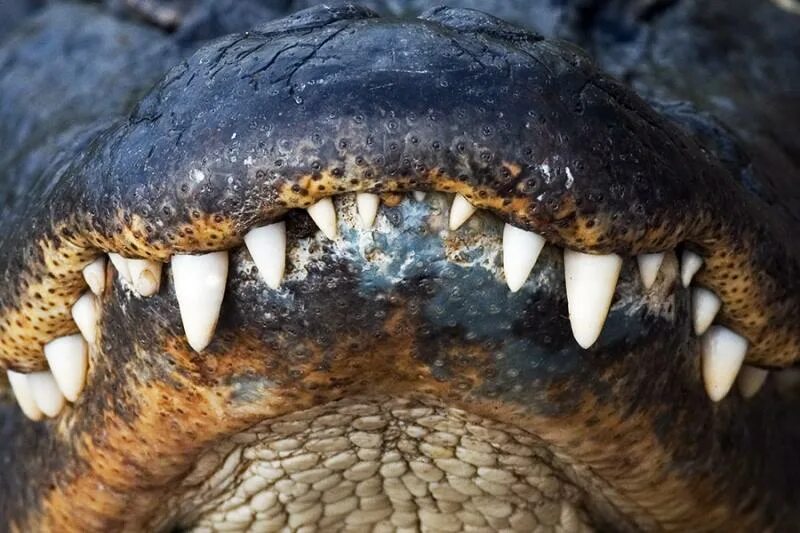 Крокодильи зубы. Челюсть крокодила.