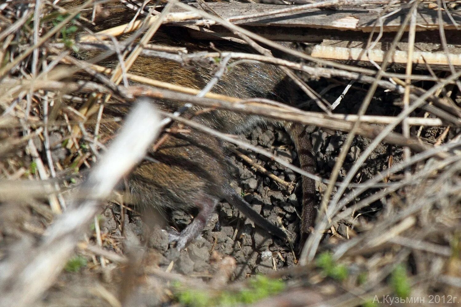Mouse nest