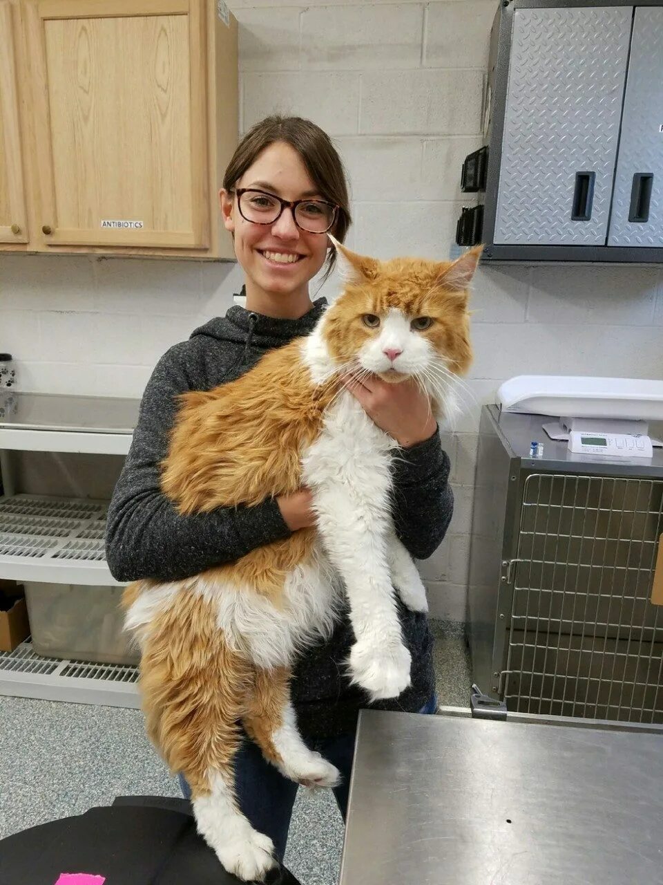Большой кот домохозяин. Кот гигант мейн кун. коты великаны мейн куны. огромный кот. большие кошки домашние.