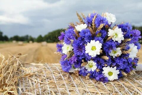 Васильки букет